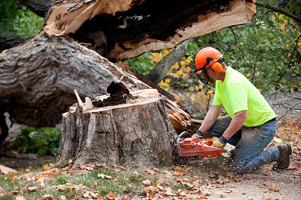 Best Tree Removal  in Ruleville, MS